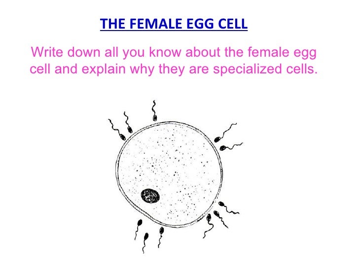 B5 Cells Tissues Organs Review Slides