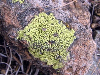 B5 Lisajevi
