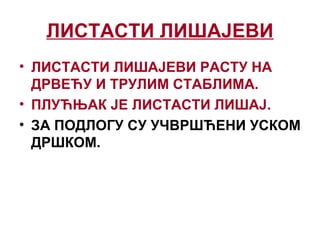 ЛИСТАСТИ ЛИШАЈЕВИ
• ЛИСТАСТИ ЛИШАЈЕВИ РАСТУ НА
ДРВЕЋУ И ТРУЛИМ СТАБЛИМА.
• ПЛУЋЊАК ЈЕ ЛИСТАСТИ ЛИШАЈ.
• ЗА ПОДЛОГУ СУ УЧВРШЋЕНИ УСКОМ
ДРШКОМ.
 