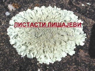 ЛИСТАСТИ ЛИШАЈЕВИ
 