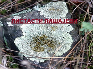 ЛИСТАСТИ ЛИШАЈЕВИ
 