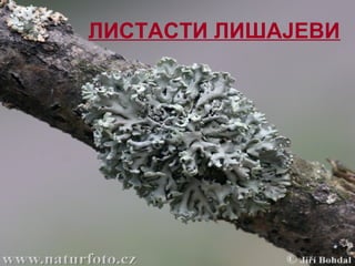 ЛИСТАСТИ ЛИШАЈЕВИ
 