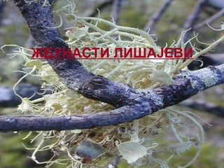 ЖБУНАСТИ ЛИШАЈЕВИ
 