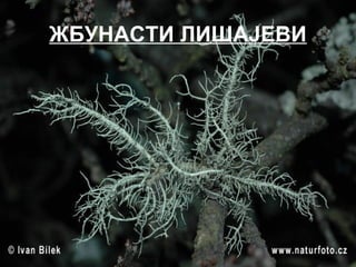 ЖБУНАСТИ ЛИШАЈЕВИ
 