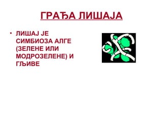 ГРАЂА ЛИШАЈА
• ЛИШАЈ ЈЕ
СИМБИОЗА АЛГЕ
(ЗЕЛЕНЕ ИЛИ
МОДРОЗЕЛЕНЕ) И
ГЉИВЕ
 