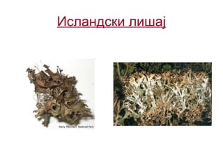 Исландски лишај
 