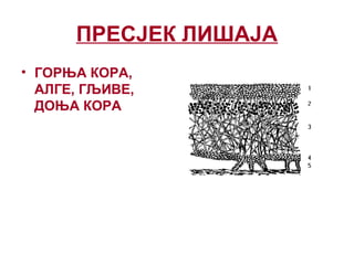 ПРЕСЈЕК ЛИШАЈА
• ГОРЊА КОРА,
АЛГЕ, ГЉИВЕ,
ДОЊА КОРА
 