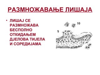 РАЗМНОЖАВАЊЕ ЛИШАЈА
• ЛИШАЈ СЕ
РАЗМНОЖАВА
БЕСПОЛНО
ОТКИДАЊЕМ
ДЈЕЛОВA ТИЈЕЛА
И СОРЕДИЈАМА
 