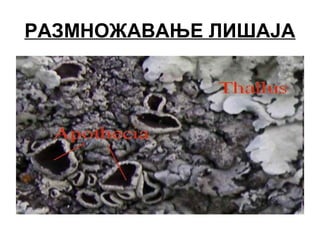 РАЗМНОЖАВАЊЕ ЛИШАЈА
 