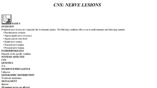 Blackwell's 5 Minute Veterinary Consult - Ruminant