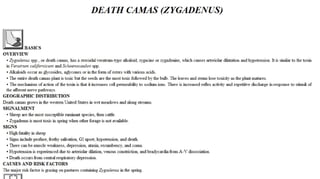 Blackwell's 5 Minute Veterinary Consult - Ruminant