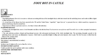 Blackwell's 5 Minute Veterinary Consult - Ruminant