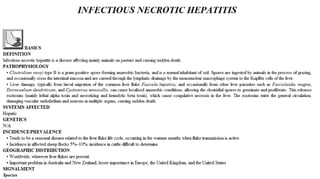 Blackwell's 5 Minute Veterinary Consult - Ruminant