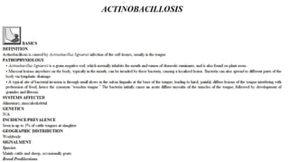 Blackwell's 5 Minute Veterinary Consult - Ruminant