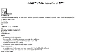 Blackwell's 5 Minute Veterinary Consult - Ruminant