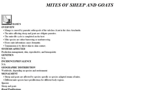 Blackwell's 5 Minute Veterinary Consult - Ruminant