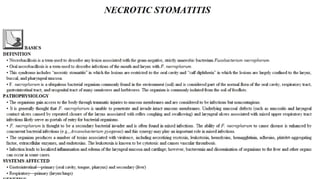 Blackwell's 5 Minute Veterinary Consult - Ruminant