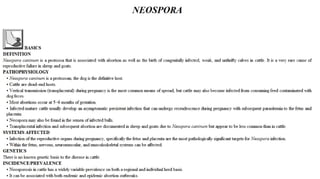 Blackwell's 5 Minute Veterinary Consult - Ruminant