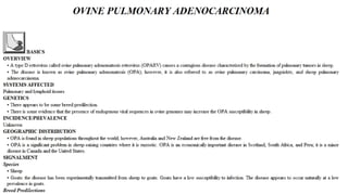 Blackwell's 5 Minute Veterinary Consult - Ruminant