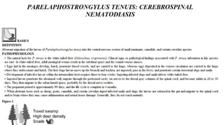 Blackwell's 5 Minute Veterinary Consult - Ruminant