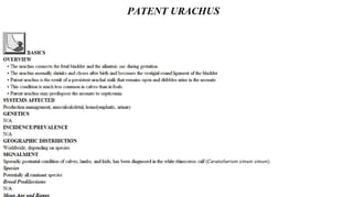 Blackwell's 5 Minute Veterinary Consult - Ruminant