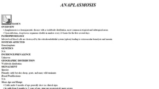 Blackwell's 5 Minute Veterinary Consult - Ruminant