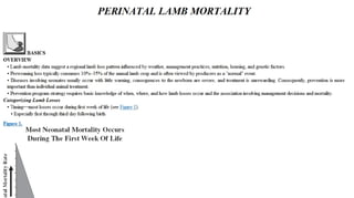 Blackwell's 5 Minute Veterinary Consult - Ruminant