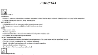 Blackwell's 5 Minute Veterinary Consult - Ruminant