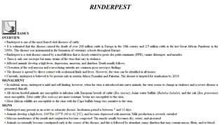 Blackwell's 5 Minute Veterinary Consult - Ruminant