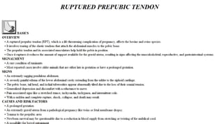 Blackwell's 5 Minute Veterinary Consult - Ruminant