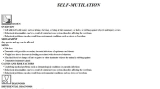 Blackwell's 5 Minute Veterinary Consult - Ruminant