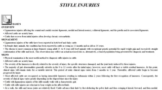 Blackwell's 5 Minute Veterinary Consult - Ruminant