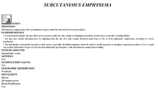 Blackwell's 5 Minute Veterinary Consult - Ruminant