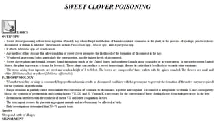 Blackwell's 5 Minute Veterinary Consult - Ruminant