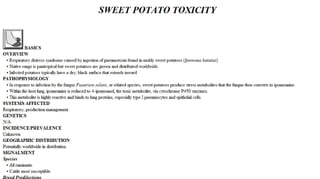 Blackwell's 5 Minute Veterinary Consult - Ruminant