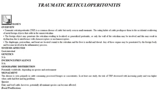 Blackwell's 5 Minute Veterinary Consult - Ruminant