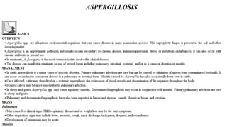 Blackwell's 5 Minute Veterinary Consult - Ruminant