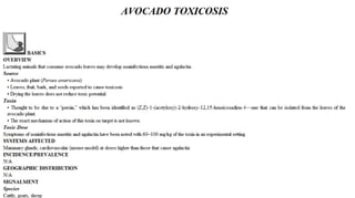 Blackwell's 5 Minute Veterinary Consult - Ruminant