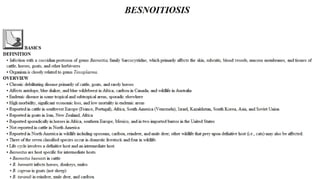 Blackwell's 5 Minute Veterinary Consult - Ruminant