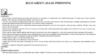 Blackwell's 5 Minute Veterinary Consult - Ruminant