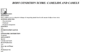 Blackwell's 5 Minute Veterinary Consult - Ruminant