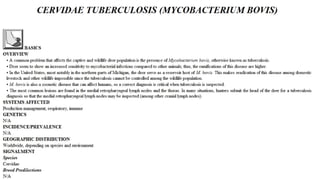 Blackwell's 5 Minute Veterinary Consult - Ruminant