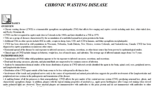 Blackwell's 5 Minute Veterinary Consult - Ruminant