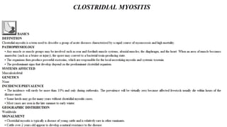 Blackwell's 5 Minute Veterinary Consult - Ruminant