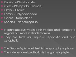 Comprehensive Study of Pteridophytes: Life Cycle, Classes, and ...