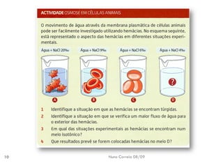 B6   Movimentos Transmembranares 1