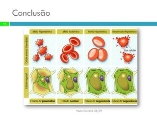B6   Movimentos Transmembranares 1