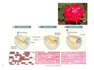 B6   Movimentos Transmembranares 1