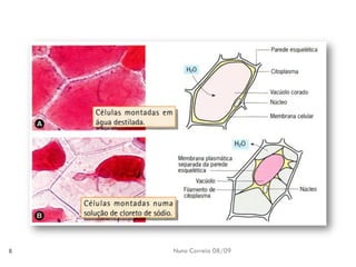 B6   Movimentos Transmembranares 1