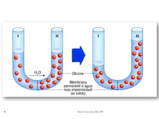 B6   Movimentos Transmembranares 1